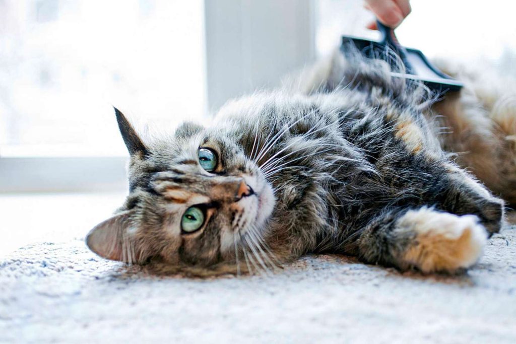 chat allongé sur le dos