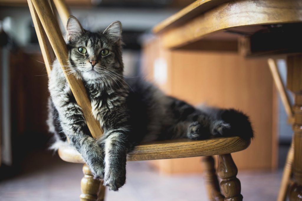 Chat gris allongé sur une chaise en bois