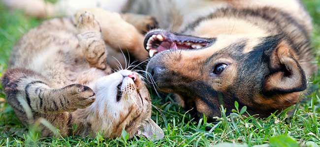 un chien et un chat qui se roule dans l'herbe