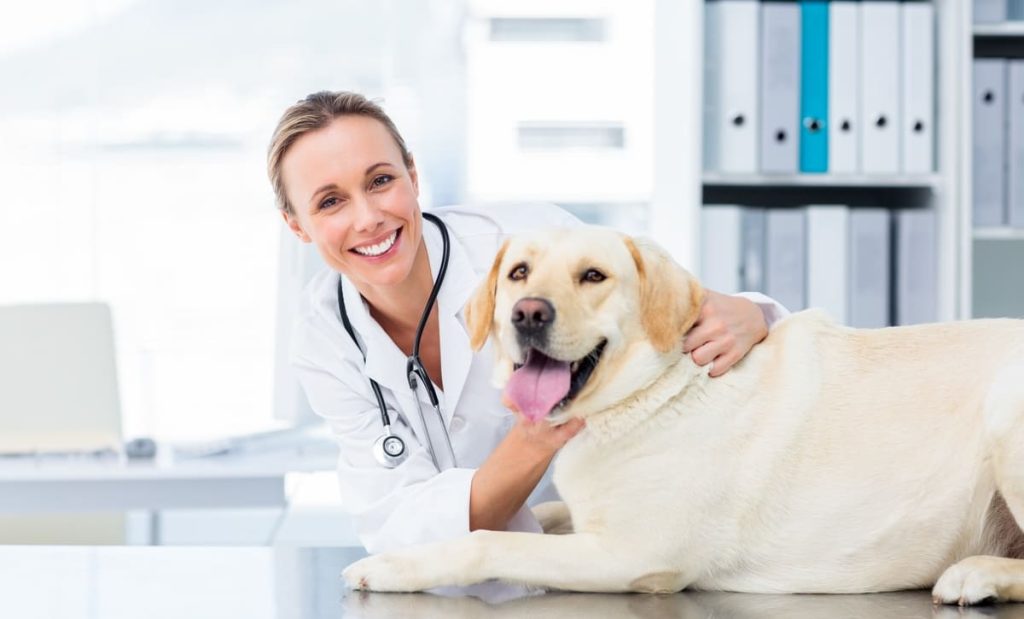 Chien allongé sur une table en fer avec une femme vétérinaire qui lui tient la tête tous les deux nous regardent 