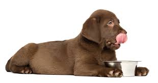 chien allongé qui se lèche les babines avec un bol de croquettes devant lui 