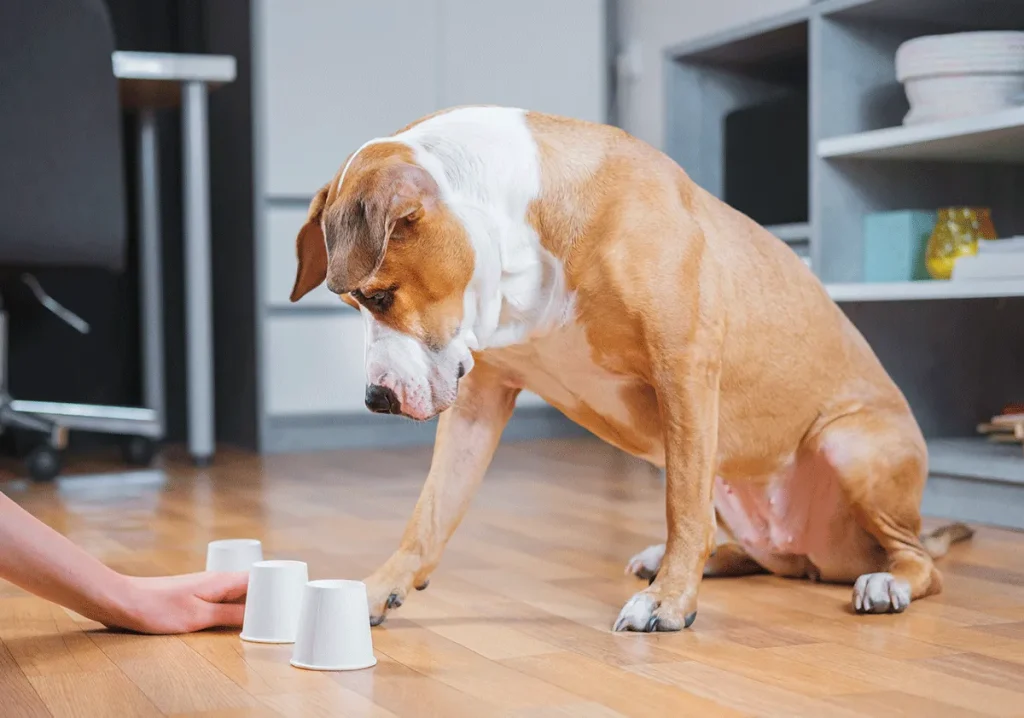 chien en train d'être stimuler par son/sa maître/esse avec 3 gobelets 